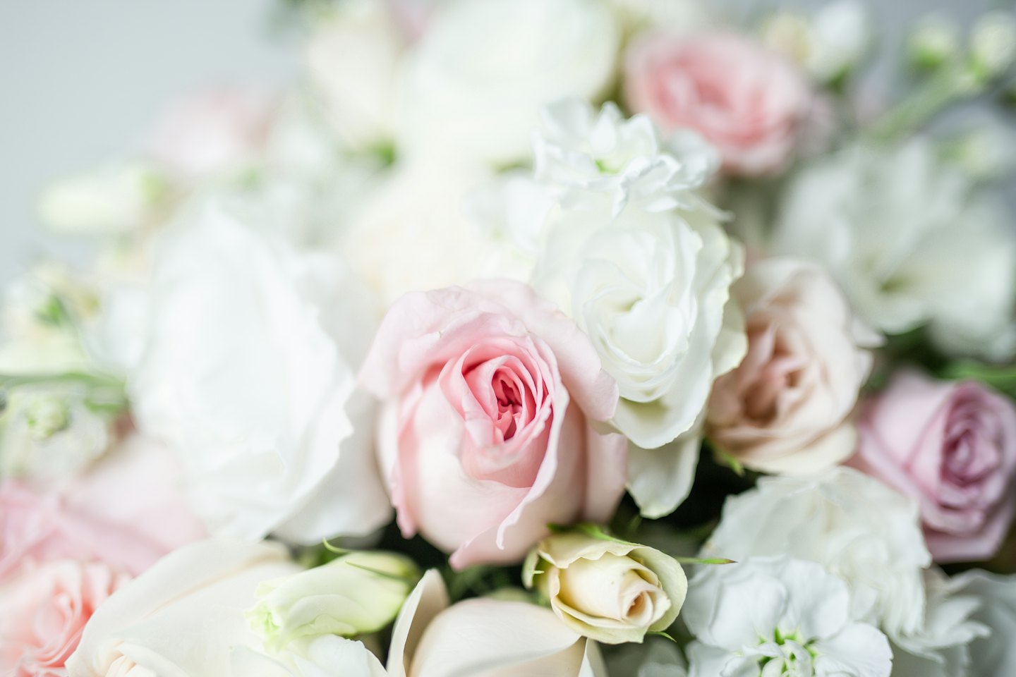Pink and white flowers with green leaves.